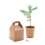 MidOcean Growtree Pine Tree Seeds 2