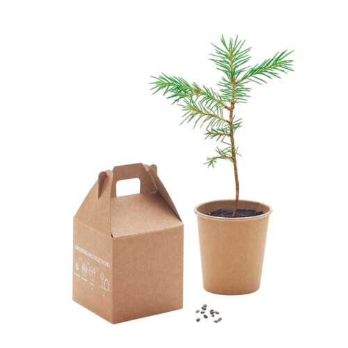 MidOcean Growtree Pine Tree Seeds 1