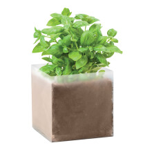 MidOcean Basil Basil Seeds
