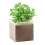 MidOcean Basil Basil Seeds 1