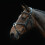 (Full, Black) Collegiate Comfitec Grackle Leather Horse Bridle 3
