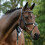 (Full, Black) Collegiate Comfitec Grackle Leather Horse Bridle 5