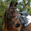 (Full, Black) Collegiate Comfitec Grackle Leather Horse Bridle 4