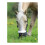 (Full, Black) Shires Deluxe Horse Grazing Muzzle 2
