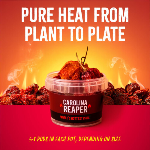 Spicentice Carolina Reaper Chilli Pot - World's Hottest Chilli 2