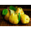 Alises- Membrillo - Spanish Quince Paste 400g (0% Added Sugar) 4