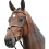 Kincade Leather Grackle Bridle II 3