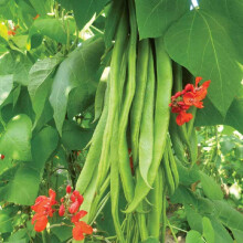 PREMIER SEEDS DIRECT - Runner Bean - Scarlet Emperor - 70 GRAM ~ Approx 70 Fines