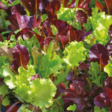 PREMIER SEEDS DIRECT - Lettuce Seeds - Gourmet LOOSELEAF Cutting Mix - 1500 Seed