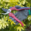 Spear & Jackson Spear & Jackson 7159BS Razorsharp Advantage Bypass Secateurs 5