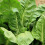Premier Seeds Direct - Spinach Seeds - Perpetual Approx 500 Seeds 1