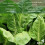 Premier Seeds Direct - Spinach Seeds - Perpetual Approx 500 Seeds 3