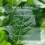 Premier Seeds Direct - Spinach Seeds - Perpetual Approx 500 Seeds 4