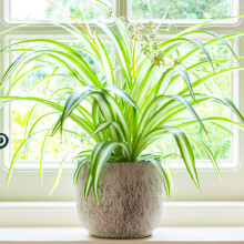 2 x Chlorophytum Variegatum - Spider Plant Indoor - Air-Purifying House Plants for Home & Office - Low Maintenance Trailing Indoor Plants - Real Hous