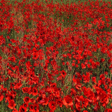 Flower Seeds 10,000 Seeds Papaver rhoeas Red Common Field Poppy Meadow Wild Flower Seed Seeds by Pretty Wild Seeds BN Pictorial Seed Packets Fresh Se