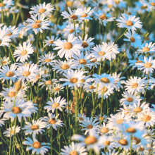 Wild Chamomile Seeds - 1000 Native UK Wild Flower Seeds for Attracting Birds, Bees, Wildlife, Pollinators, Suitable for Planting and Growing Outdoors