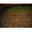 Nemasys leatherjacket killer (100sqm pack) 5