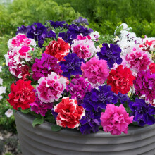 PREMIER SEEDS DIRECT - Petunia Seeds - GRANDIFLORA F1 - Double Pirouette Mix (500 Pellets)