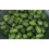 JustSeed - Vegetable - Cucamelon - 60 Seeds 1