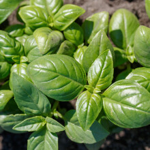 PREMIER SEEDS DIRECT - HERB - Basil Seeds - GENOVESE - 2000 Finest