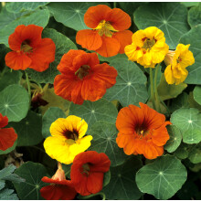 PREMIER SEEDS DIRECT - Flower Seeds - Nasturtium Climbing - Gleam HYBRIDS - 120 Finest Seeds