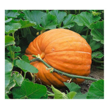 PREMIER SEEDS DIRECT - Pumpkin Seeds - DILLS Atlantic Giant - 25 Finest Seeds