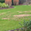 Nemasys Leatherjacket Killer nematode treatment (100 sqm) 4