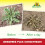 Neudorff WeedFree Plus Concentrate - Effective Weedkiller for fast, long-lasting weed control. Affects root system. Glyphosate Free, 1020 ml 6