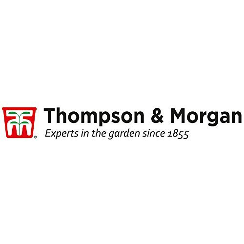 Thompson & Morgan - Vegetable - Spinach Perpetual - 250 Seeds 2