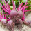 PREMIER SEEDS DIRECT - Beetroot Seeds - BOLTARDY (500 Seeds) 1