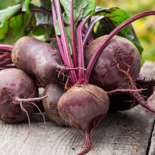 PREMIER SEEDS DIRECT - Beetroot Seeds - BOLTARDY (500 Seeds) 2