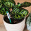 Westland Westland Watering Indicator Small 3