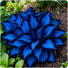 Midnight Blue Heart Hosta Bulbs, Suitable for Shade Planting, Perennial Low Maintenance, Excellent Display-4 Bulbs-B