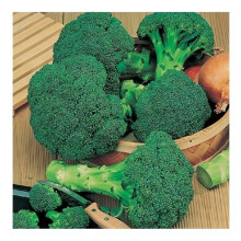 PREMIER SEEDS DIRECT - Broccoli - Calabrese - Green Sprouting - 1000 Seeds