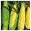 Johnsons Kale Black Magic, Vegetable Seeds 1