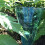 Tildenet Rain Gauge 5