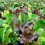 PREMIER SEEDS DIRECT - Lettuce - Mixed Leaf - MESCLUN Mix - 2000 Seeds 1