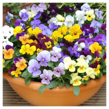 PREMIER SEEDS DIRECT - Viola CORNUTA - Large Flower Mix - 350 Seeds