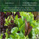 PREMIER SEEDS DIRECT - Lettuce - Mixed Leaf - MESCLUN Mix - 2000 Seeds 3