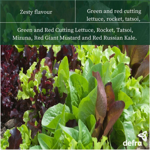 PREMIER SEEDS DIRECT - Lettuce - Mixed Leaf - MESCLUN Mix - 2000 Seeds 2