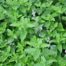 PREMIER SEEDS DIRECT - Catnip- Catmint - Nepeta CATARIA - 2 GRAM ~ Approx 2660 Seeds