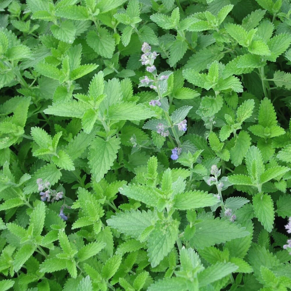 Premier Seeds Direct - Catnip- Catmint - Nepeta Cataria - 2 Gram ~ Approx 2660 Seeds