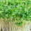 PREMIER SEEDS DIRECT - CRESS Plain/Curled/Common - 75GM - Approx 30,000 Seeds 1