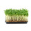 PREMIER SEEDS DIRECT - CRESS Plain/Curled/Common - 75GM - Approx 30,000 Seeds 3