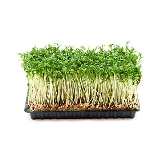 PREMIER SEEDS DIRECT - CRESS Plain/Curled/Common - 75GM - Approx 30,000 Seeds 2