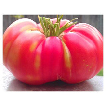 PREMIER SEEDS DIRECT Tomato - Brandywine Pink - 40 Seeds