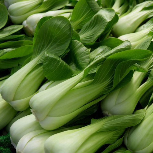 PREMIER SEEDS DIRECT - Cabbage - PAK Choi White STEM - 5 GRAM - Approx 2000 Seed