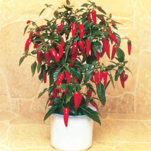 Suttons Chilli Pepper F1 Apache Seeds Vegetable Seeds, Approx. 8 Seeds per Pack, Grow Your own Chilli Pepper Plants from Seed, Ideal for Containers,