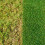 Miracle-Gro Miracle-Gro EverGreen Complete 4-in-1 SPREADER - 100 m2 3
