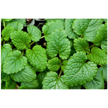 PREMIER SEEDS DIRECT - HERB - Lemon Balm - Melissa OFFICINALIS - 2500 Seeds